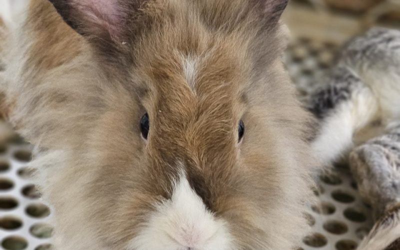 rabbit